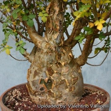 1032 valentino Valentino Vallicelli