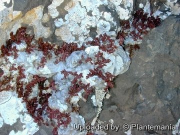 28412 plantemania © Plantemania