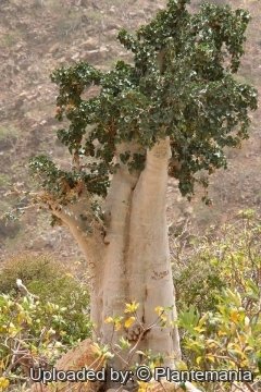 28558 plantemania © Plantemania