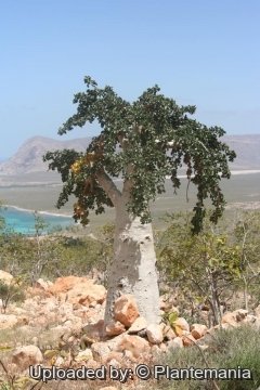 28585 plantemania © Plantemania