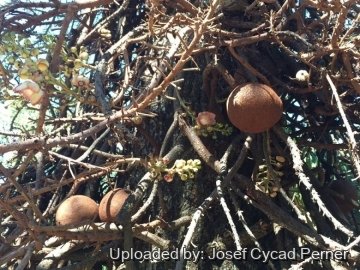 24746 josef Josef Cycad Perner