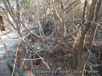 25045 josef Josef Cycad Perner 