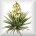 Sarcoyucca