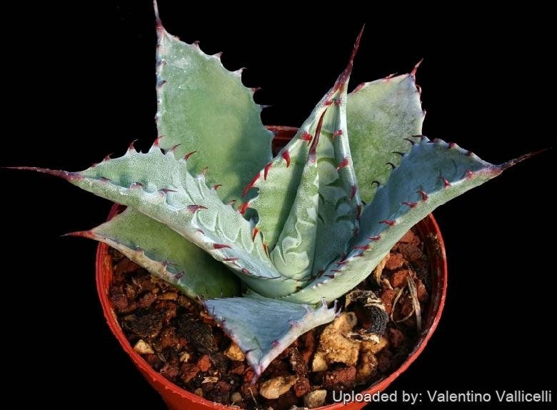 Agave parry RUBY