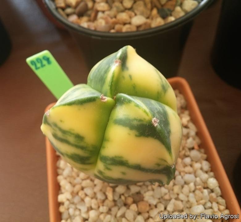 Astrophytum myriostigma var. tricostatum variegatum. Bangkok. TAC 04