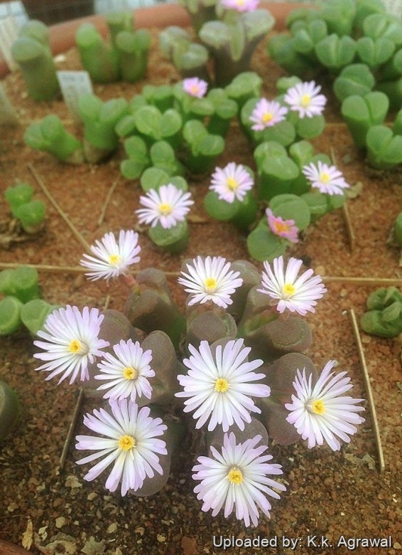 Conophytum praesectum