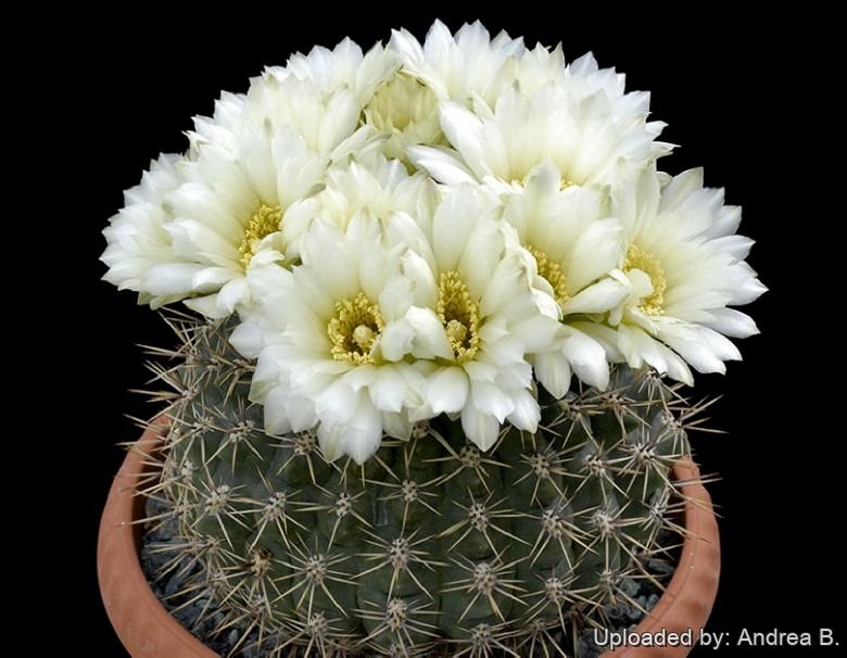 Gymnocalycium gibbosum (Black Chin Cactus)