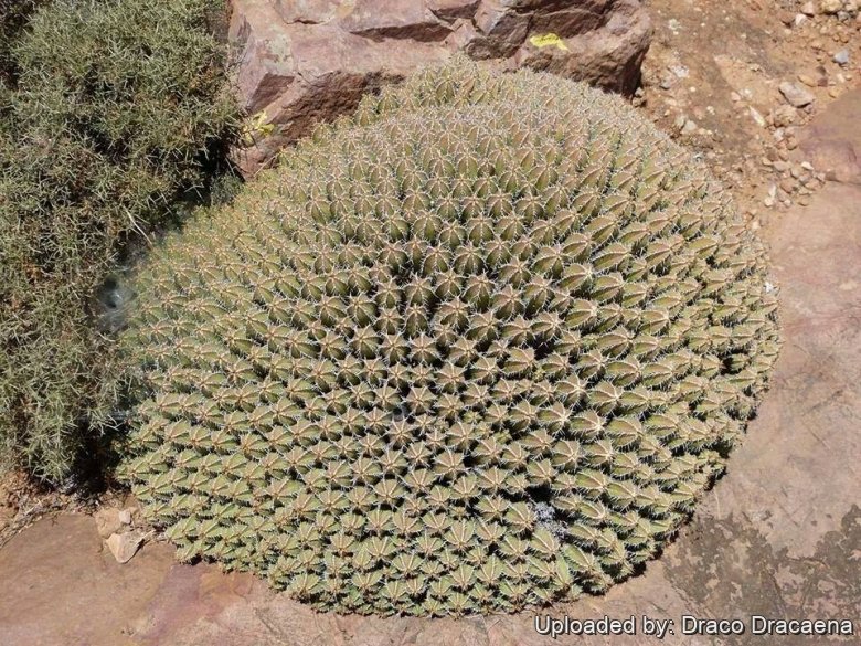 The largest clump in the village Agadir Auguejgal, Anti Atlas, Tiznit, Morocco.