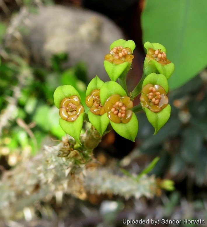 Euphorbia genoudiana