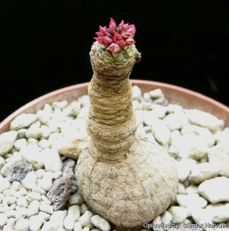 Euphorbia rubella var. brunellii