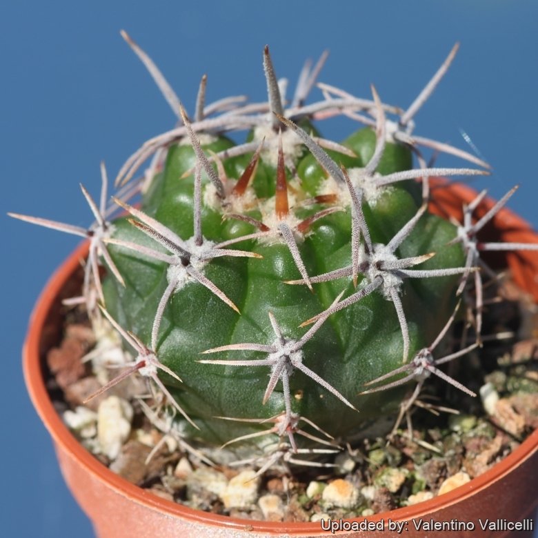 Gymnocalycium monvillei f. villamercedense