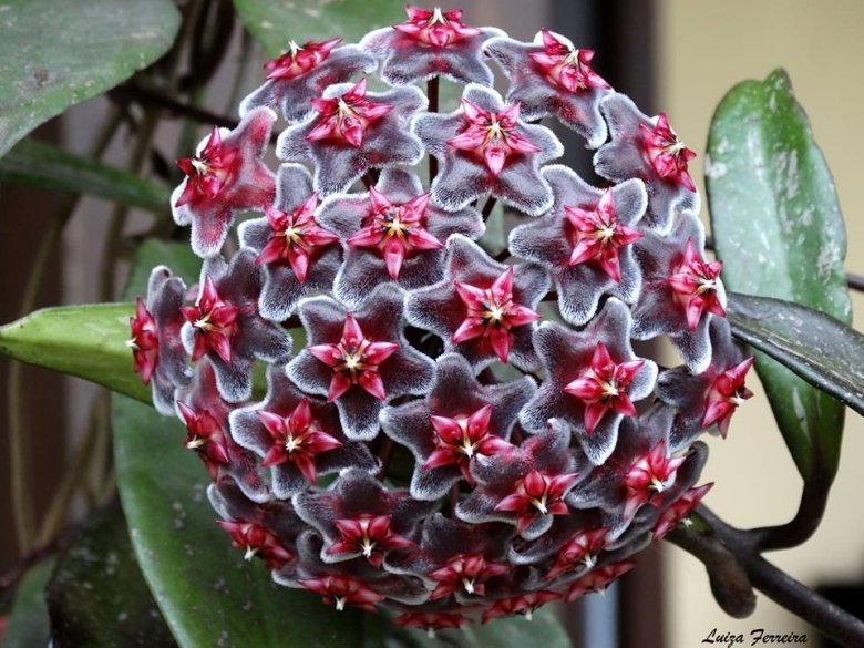 Hoya pubicalyx cv. Royal Hawaiian Purple