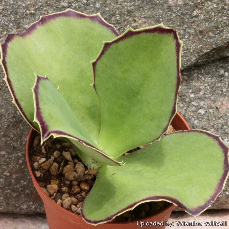 ハオルチア・アロエ Kalanchoe synsepala var. decepta Kalanchoe synsepala var. Dissecta 'Walking Kalanchoe'