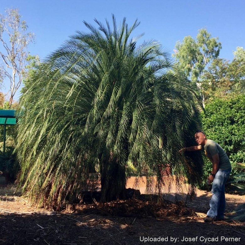 Habit in George Brown Botanic Gardens in Darwin in the Northern Territory of Australia