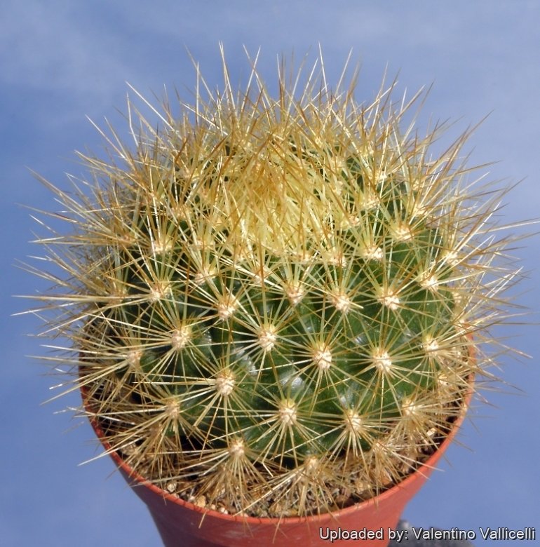 6082