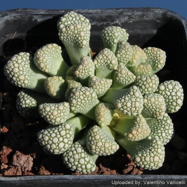 SB2156 (Collector: Steven Brack) Locality: Onverwacht, Grabwasser, Namibia.