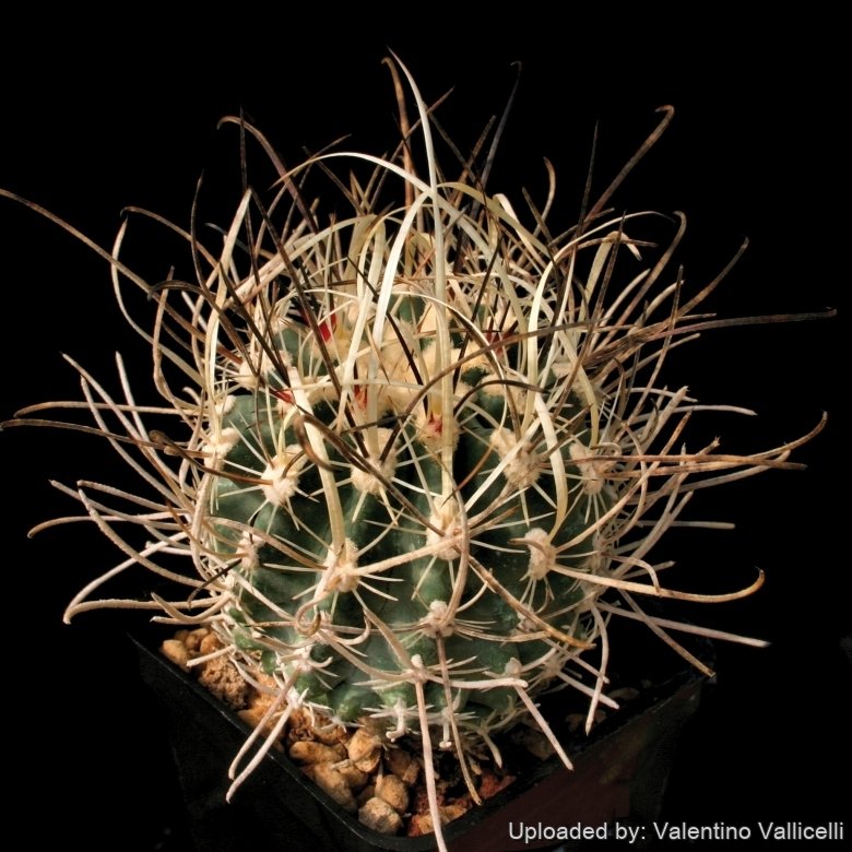 SB1540 from Nye County, Nevada, USA.
