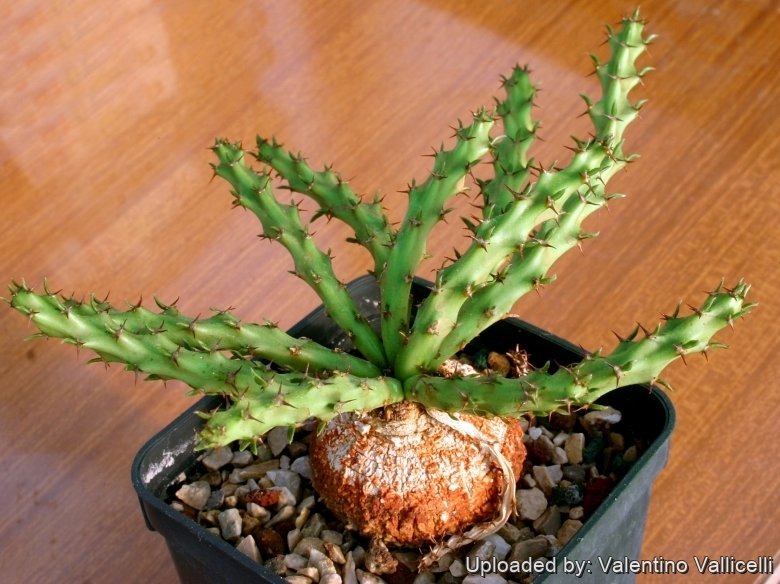 Cultivated by collectors, it is a very slow growing plant.