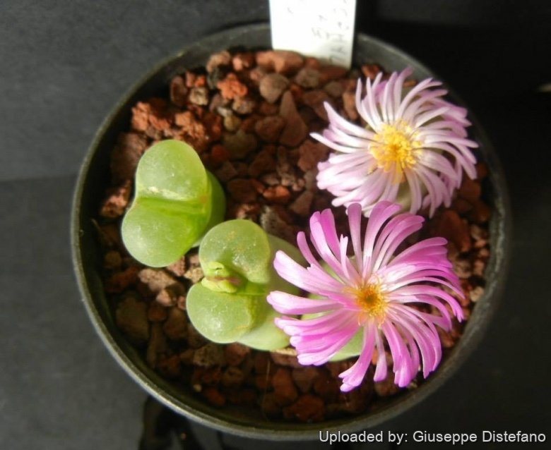 SH474 Maraisvlei, South Africa