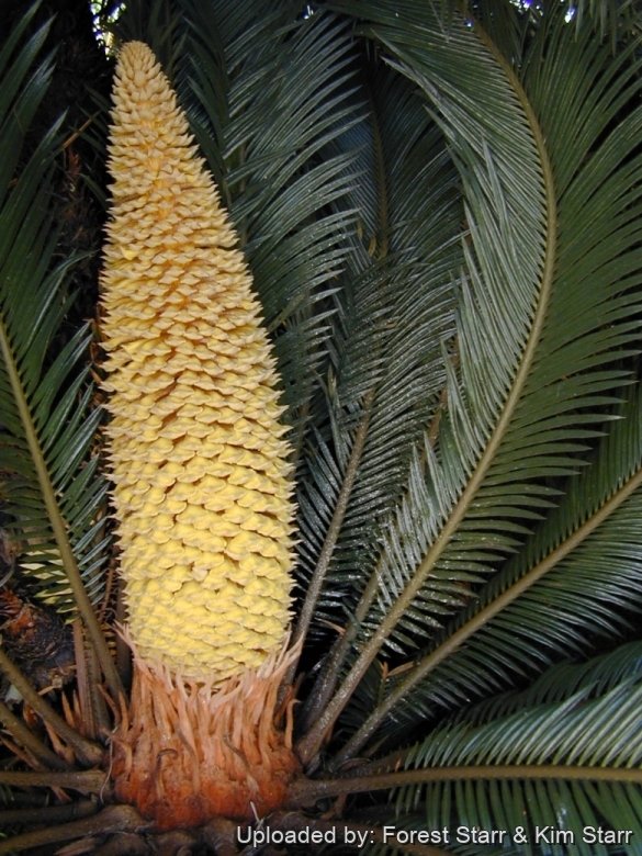 Male flowering cone at Hui Noeau Makawao, Maui, Hawaii (USA). June 30, 2002.