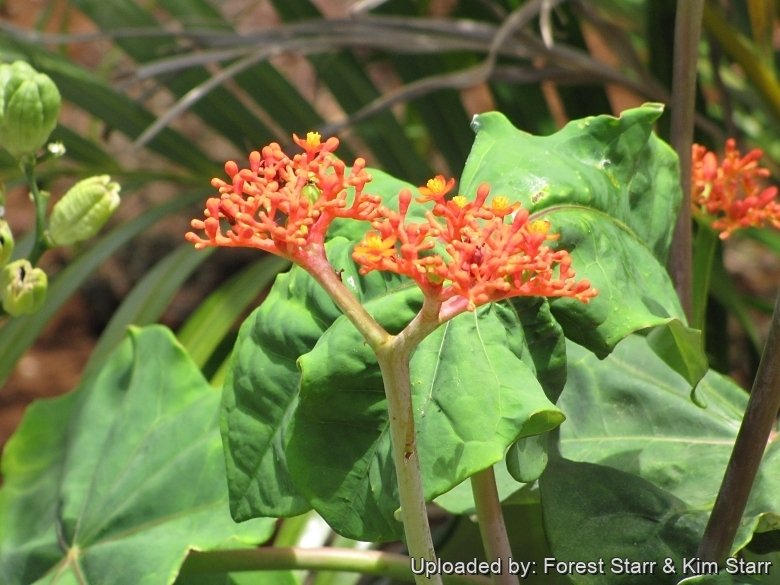 Flowers and leaves at Wailuku, Maui, Hawaii (USA). August 06, 2009.