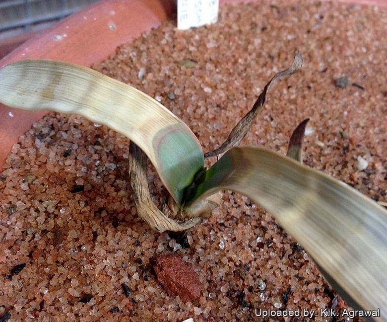 ...i thought it is dead after transplanting but I was surprised to see new growth of the leaf at the base