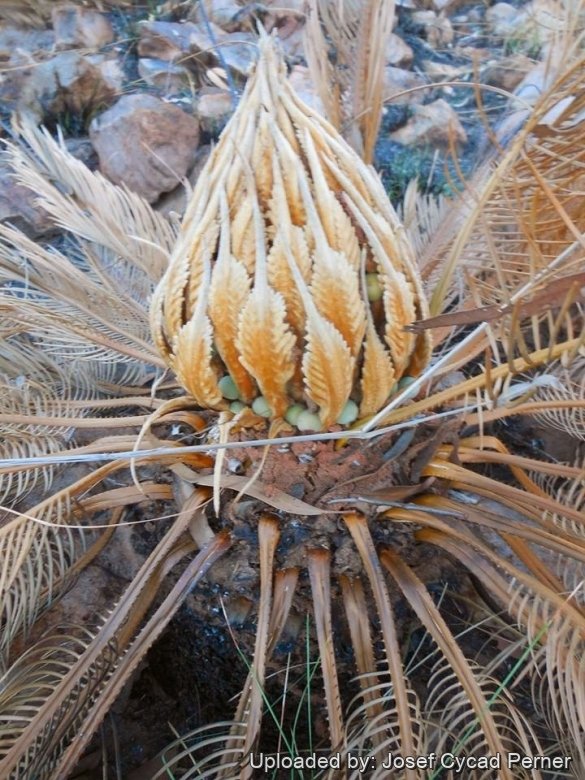 Female cone with developing seeds after seasonal bush fires have devastated the area. East Kimberley Region.