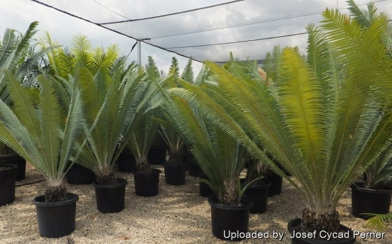 Habit at Cycad International, Katherine, Northern Territory, Australia