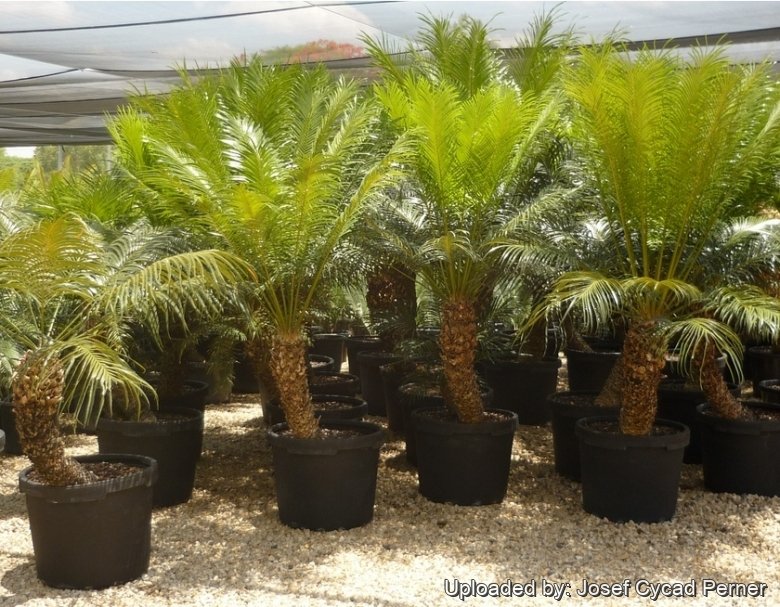 Potted specimens Cycad International, Katherine, Northern Territory, Australia