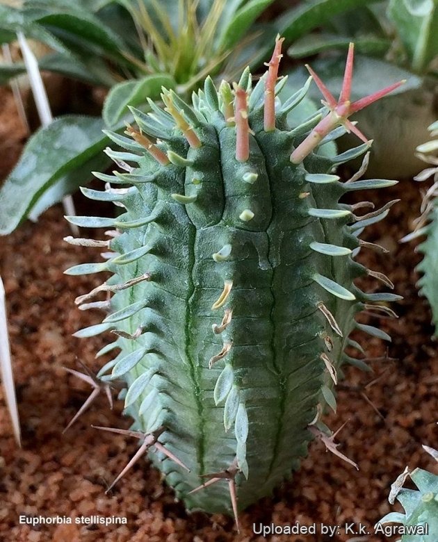 Two years old seedlings