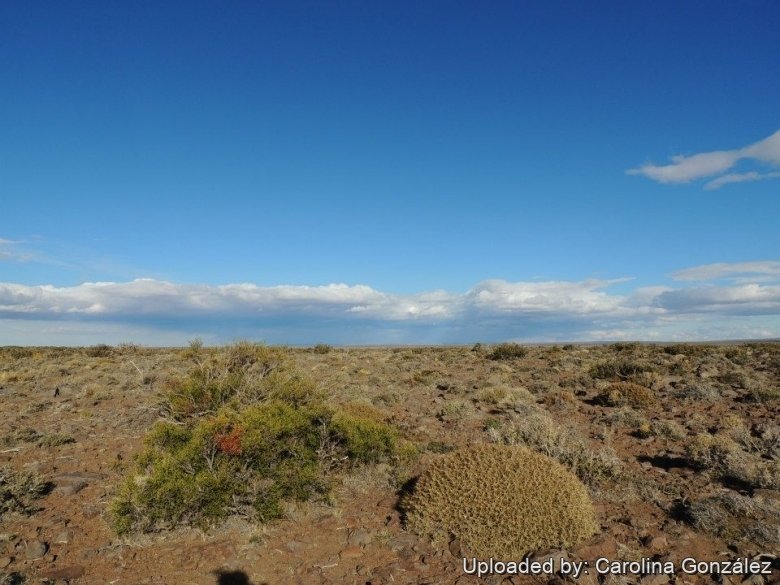A large clump in habitat. (Neuqu&eacute;n province, Argentina)