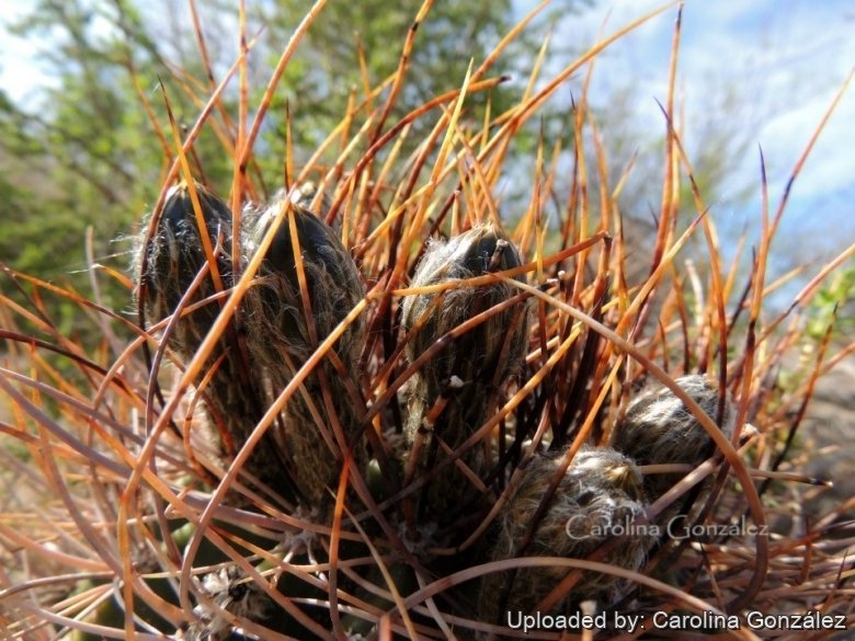 Spines and buds.