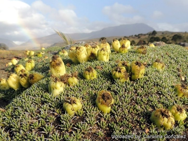 Fruiting habit, Neuquén province, Argentina.