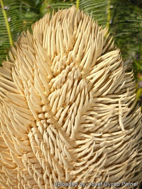Male cone, this cone is only about half developed, it gets much larger.