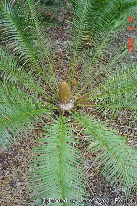 Male specimen, coning habit.