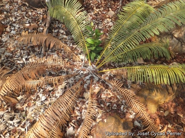 30 years old. Caudex 17cm &Oslash;. This plant is just coming out of it's Deciduous phase, it is beginning to push new leaves.
