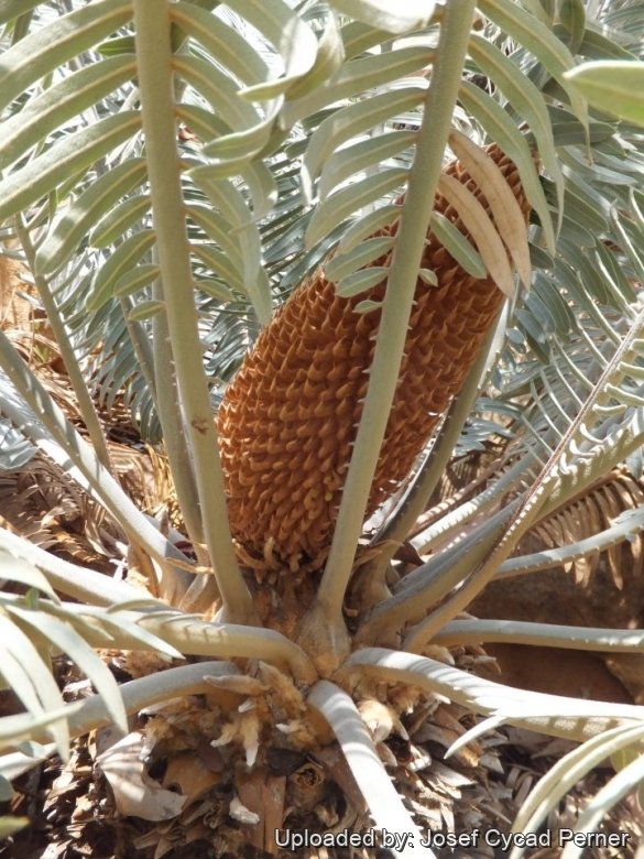 Male plant. See the beautiful leaf form and the contrast in the colours.