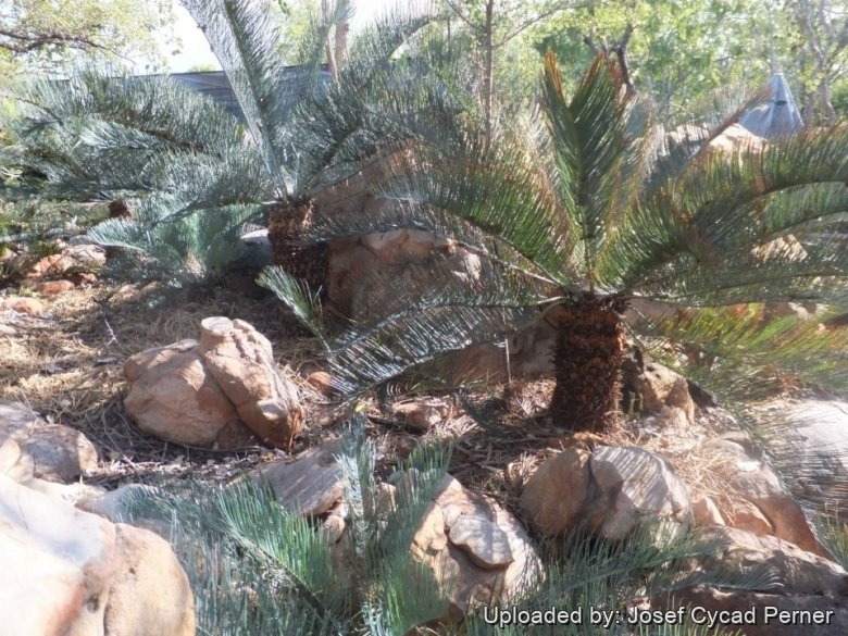 Some of the trunked specimens in the Jurassic Cycad Gardens Ex-Situ conservation collection.
