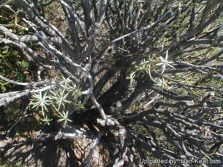 Euphorbia balsamifera in Masca Gorge, at Tenerife, Spain (Canary Islands).