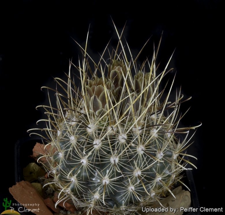 SB460 (Collector: Steven Brack) Monclova, Coahuila, Mexico