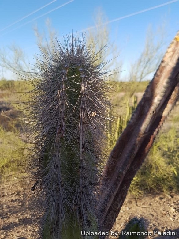 Lophocereus schottii, cephalium.