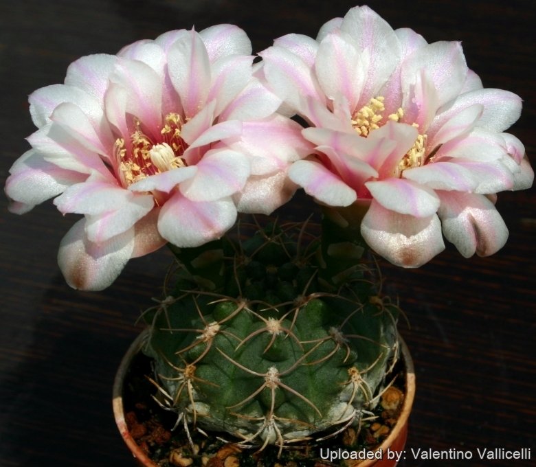 Gymnocalycium ritterianum