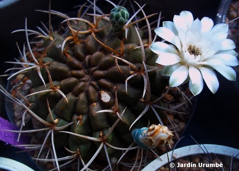 Gymnocalycium marsoneri subs. megatae