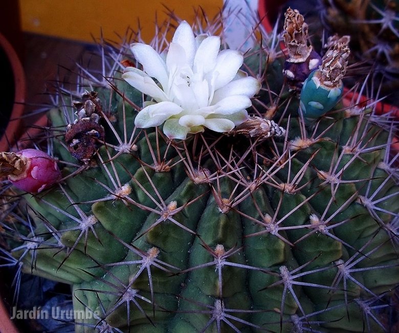 Gymnocalycium marsoneri subs. megatae