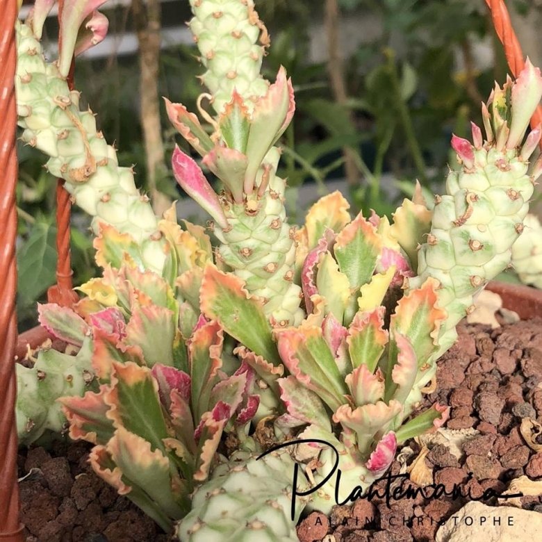 Monadenium stapelioides f. variegata
