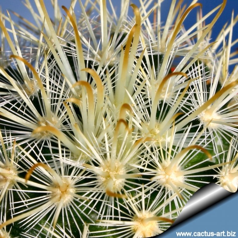 Mammillaria moelleriana f. cowperae