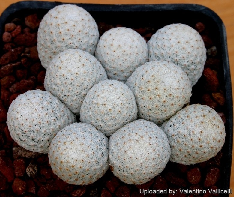 Mammillaria herrerae var. albiflora