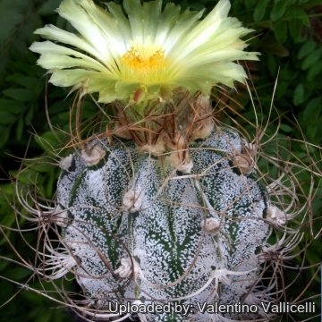 Astrophytum capricorne cv. Kigan Taiho Gyoku