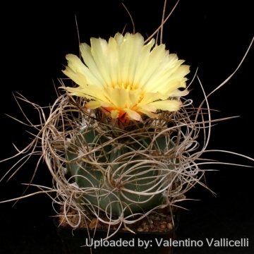 Astrophytum capricorne cv. Kigan Taiho Gyoku
