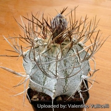 Astrophytum capricorne cv. Kigan Taiho Gyoku